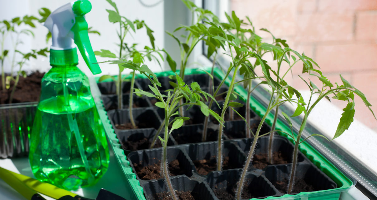 Help! My Tomato Seedlings Are Leggy Gardening With Jason