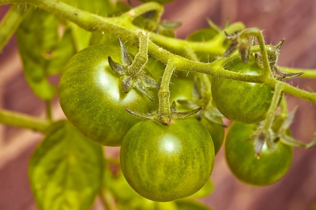green tomatoes, waiting to ripen