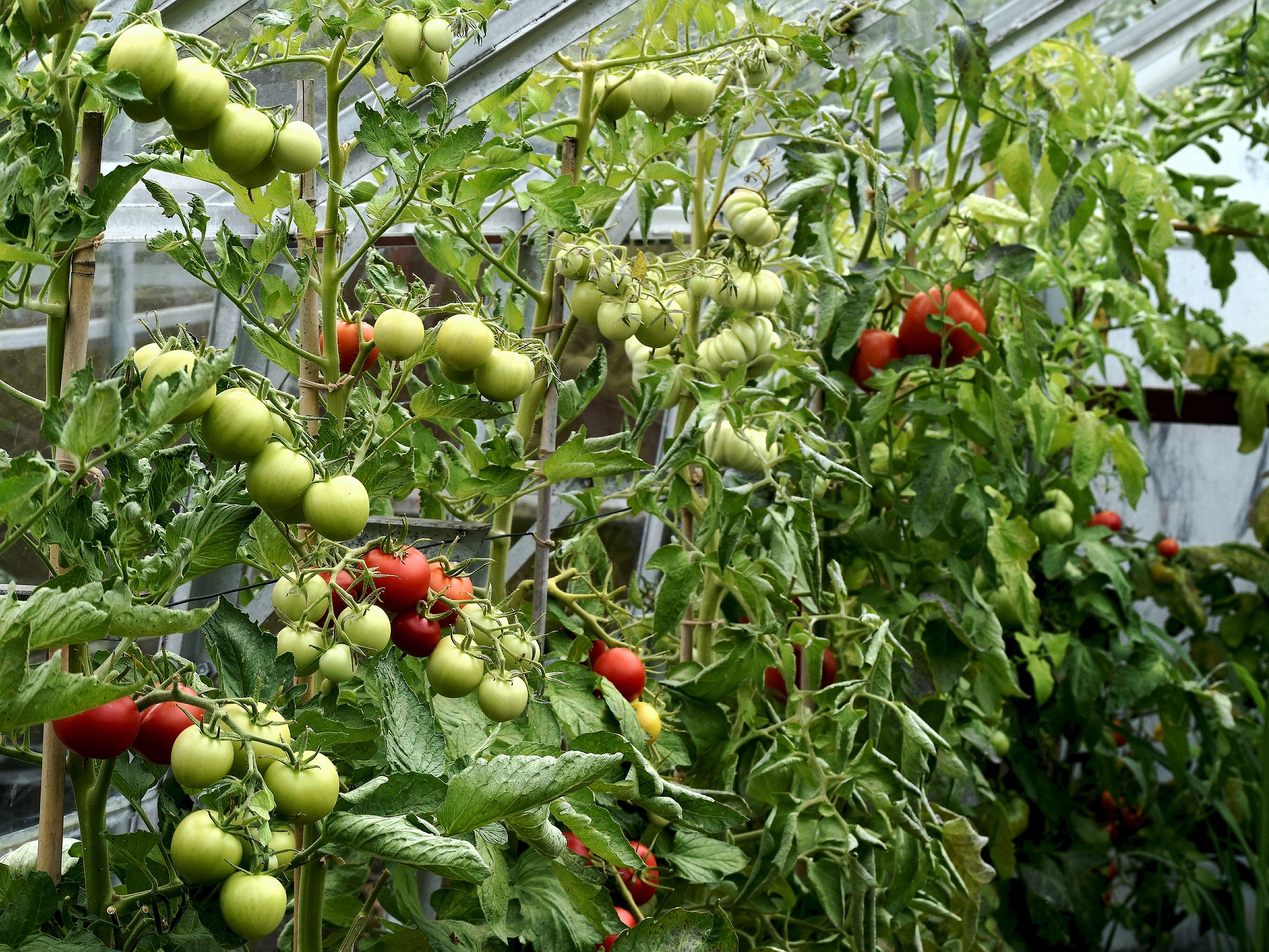 How To Ripen Your Tomatoes Gardening With Jason