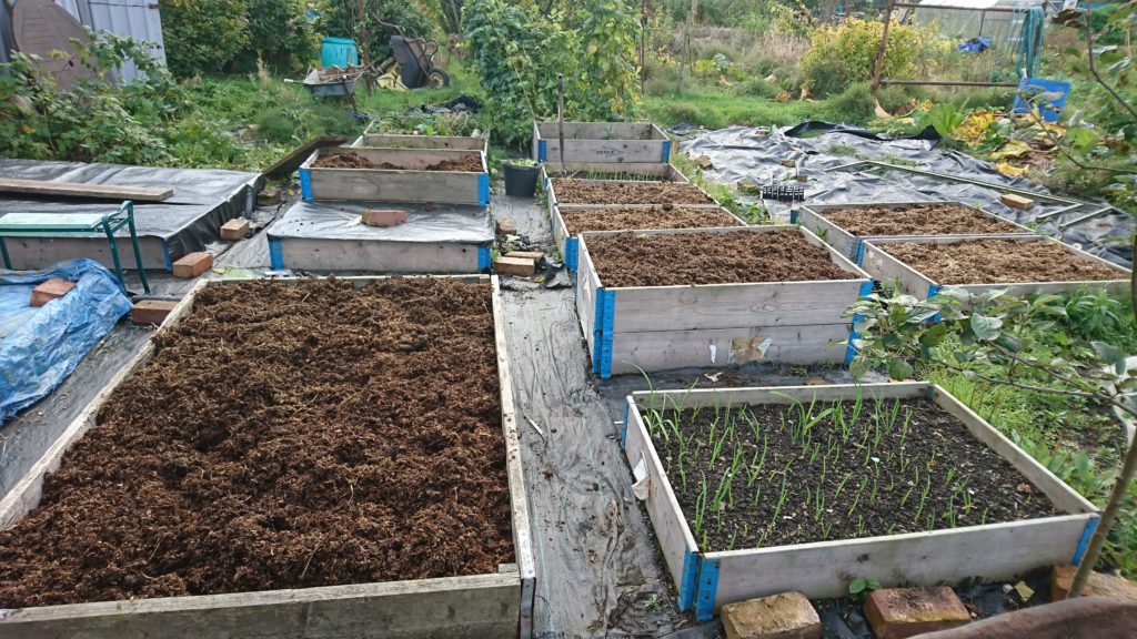 Raised beds being prepared for winter