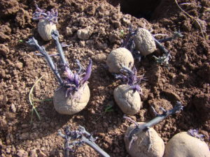 chitting potatoes