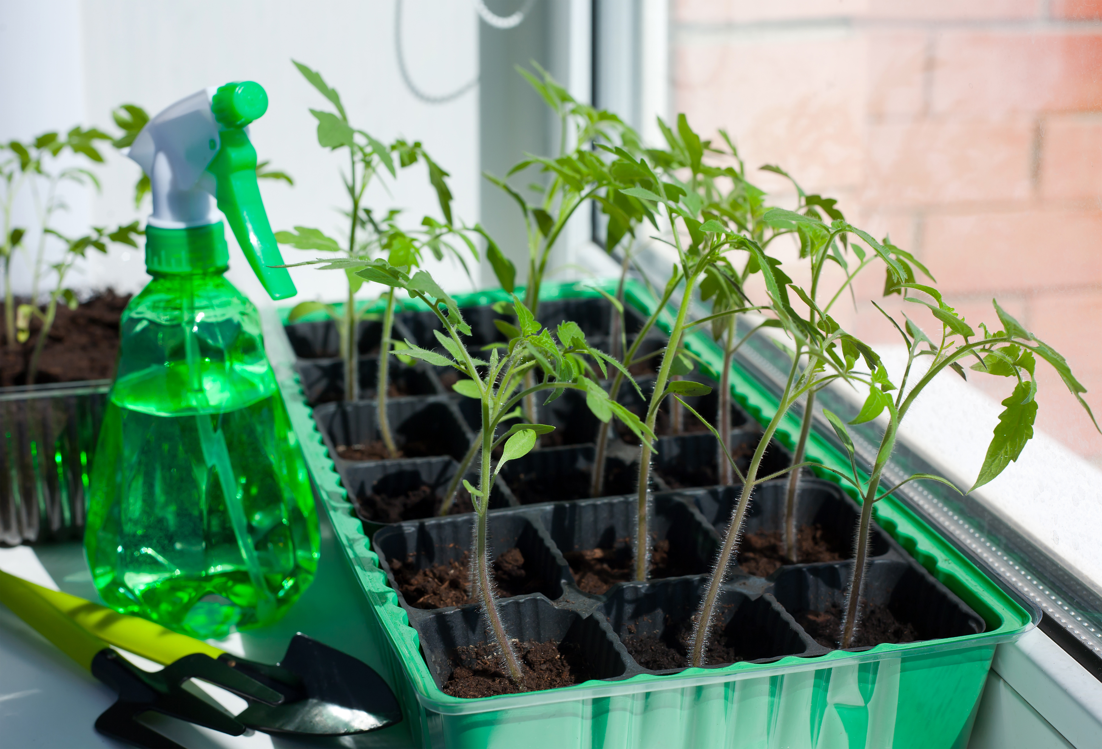 Help! My Tomato Seedlings Are Leggy