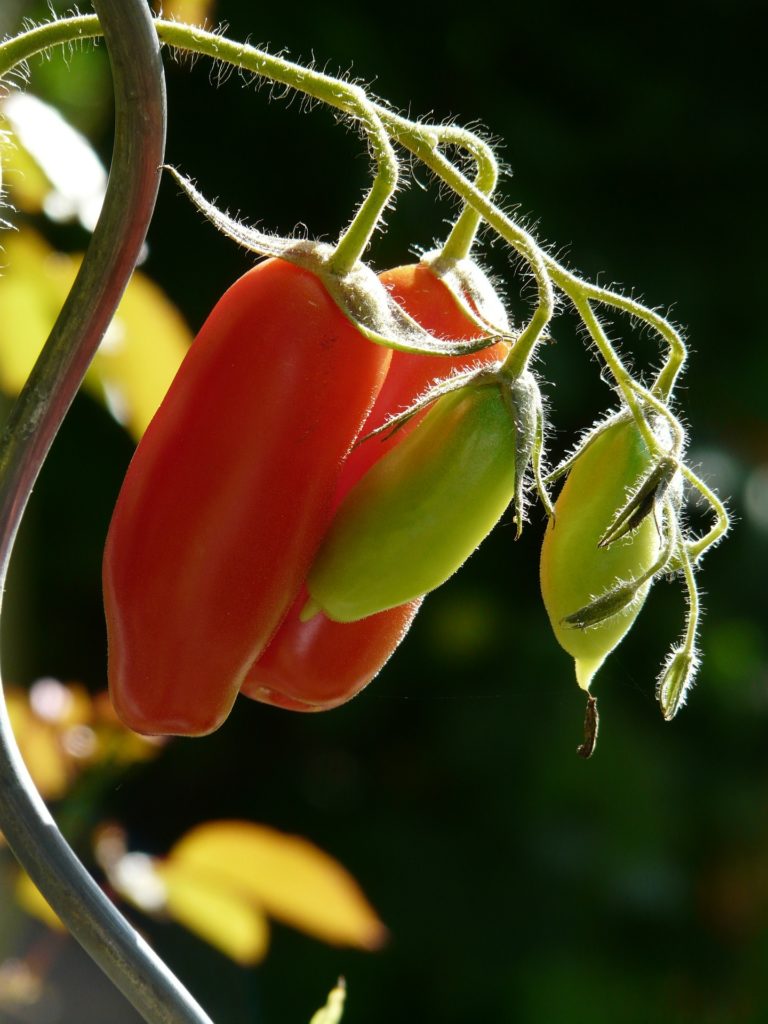 plum tomatoes