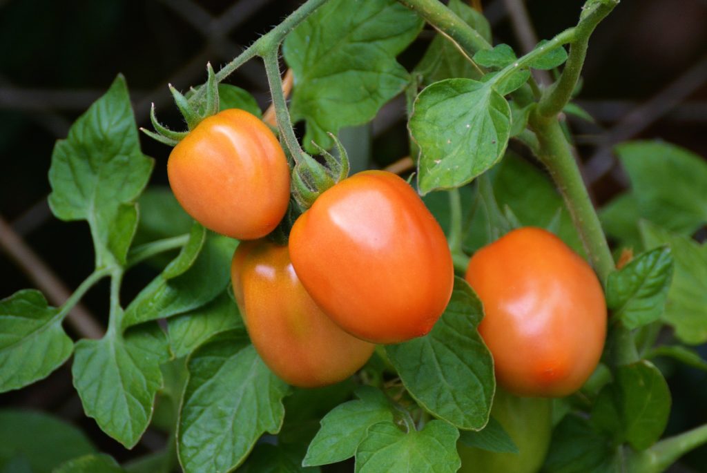 Roma tomatoes