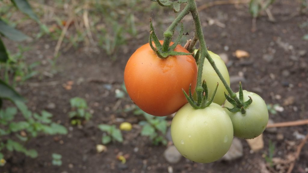 Ripening tomatoes