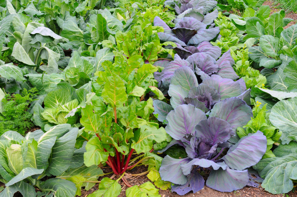 Interplanted vegetables