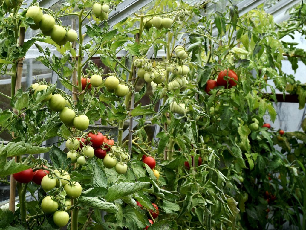 tomatoes in greenhouse