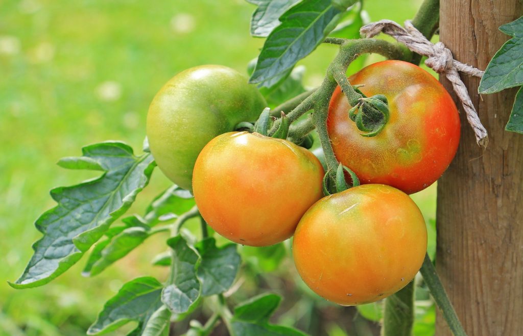 ripening tomatoes