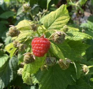 autumn fruiting raspberries