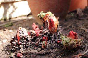 Rhubarb sprouting