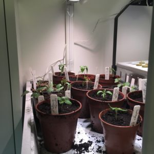 growing tomatoes