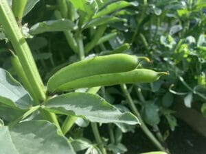 Broad beans grown at home