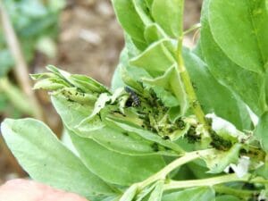 broad beans infected with blackfly