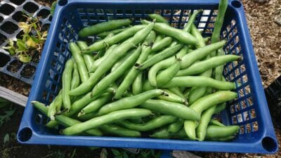 broad bean harvest