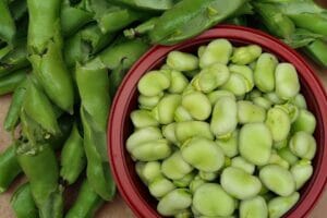 harvested broad beans