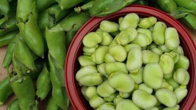 broad beans harvested