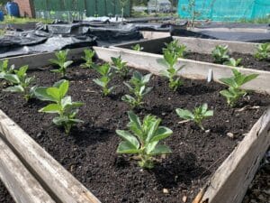 broad bean seedlings