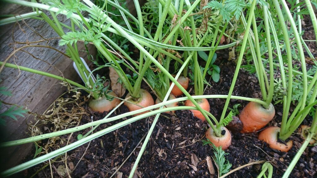 home grown carrots