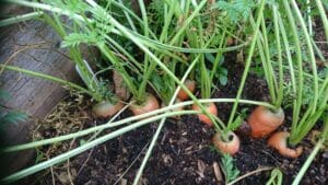 home grown carrots