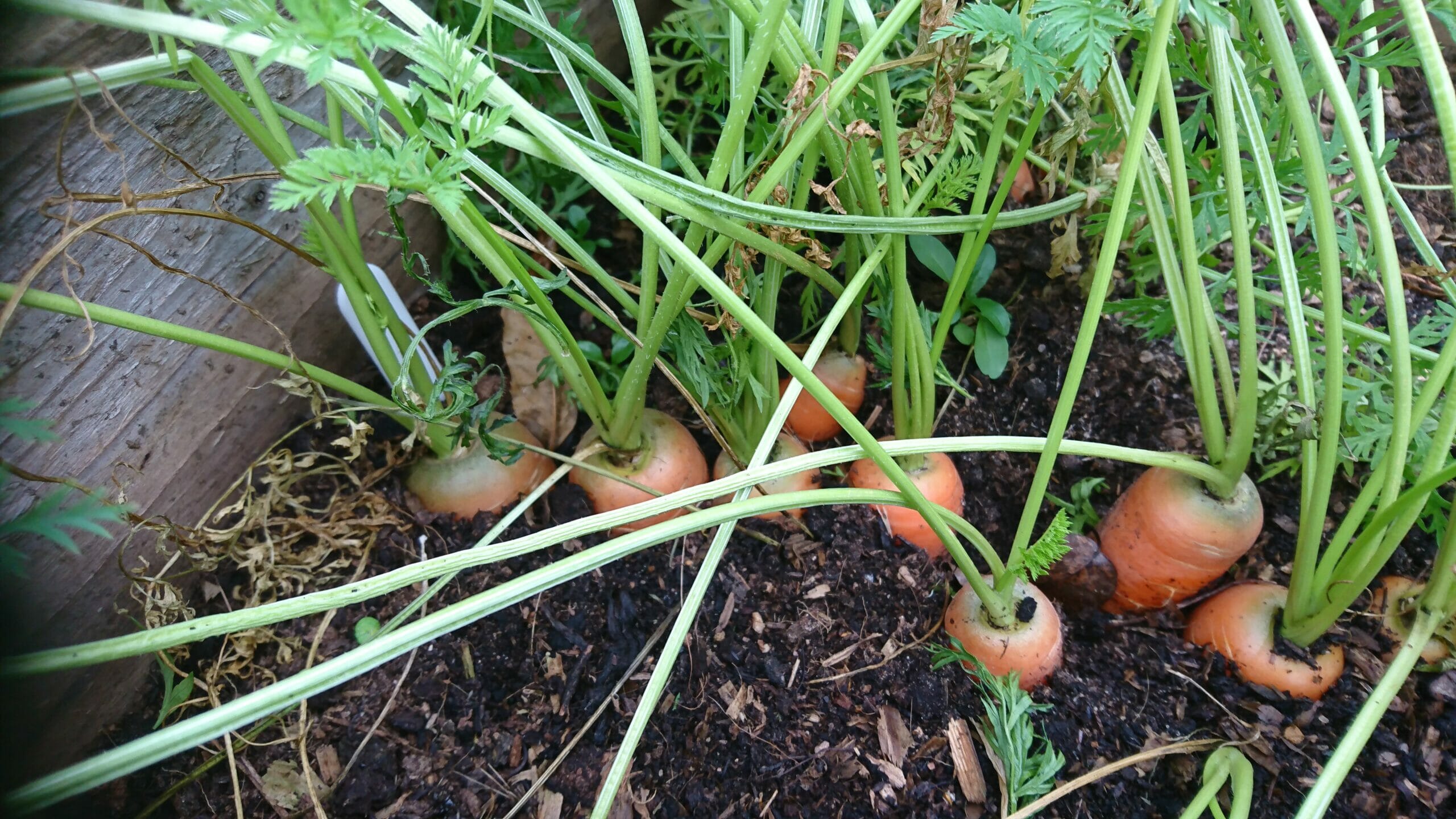home grown carrots