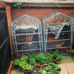 seedlings grown at home