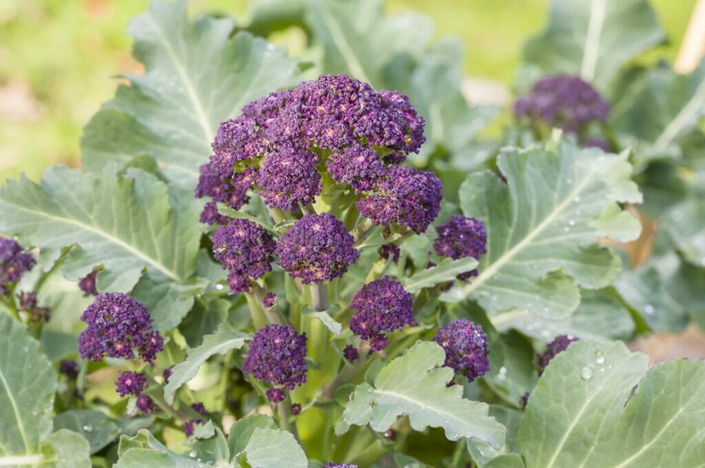 purple sprouting broccoli