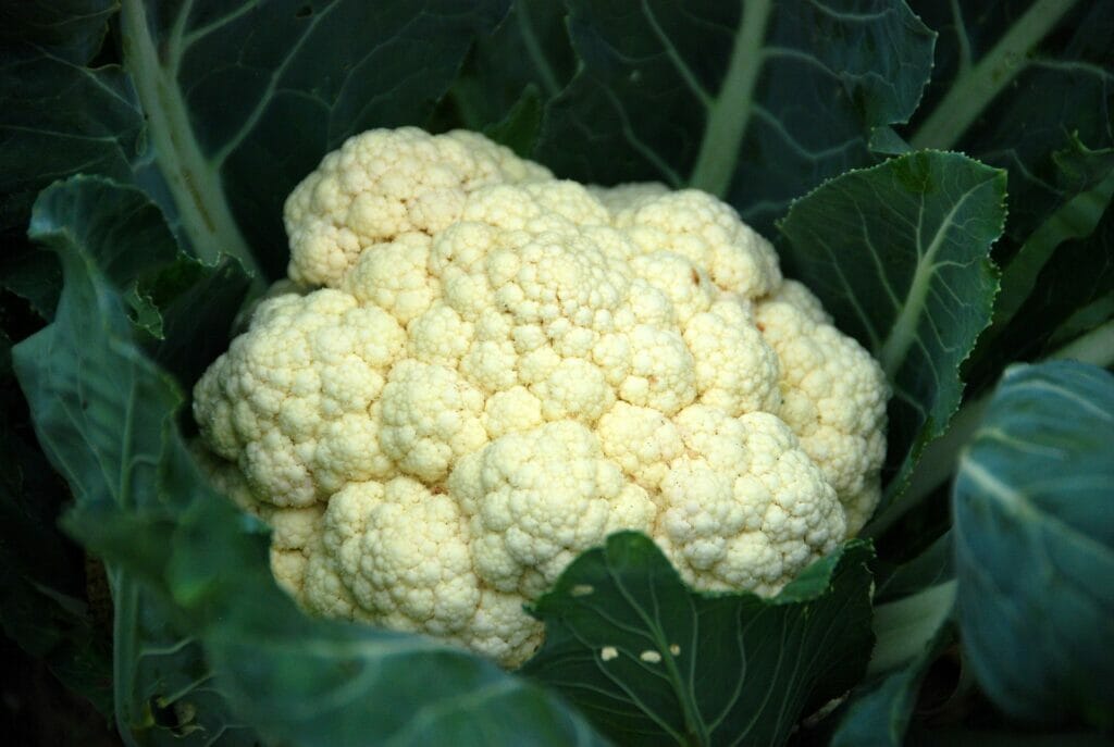 A winter cauliflower ready to be harvested