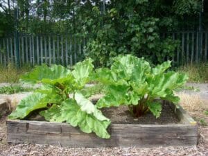 Rhubarb on a bright spring day, ready for some light harvesting