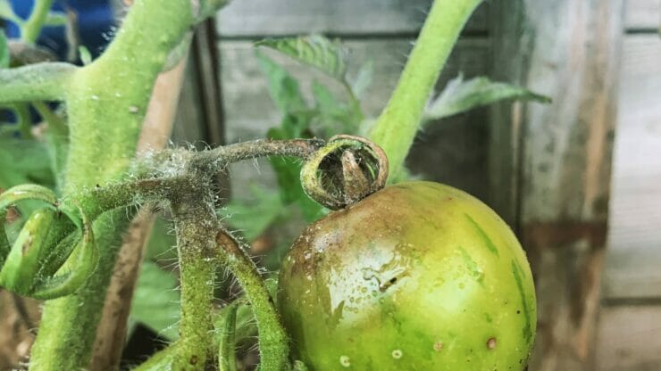Tomato Blight : Everything You Need To Know