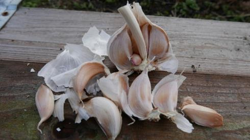 Guide to Growing Garlic