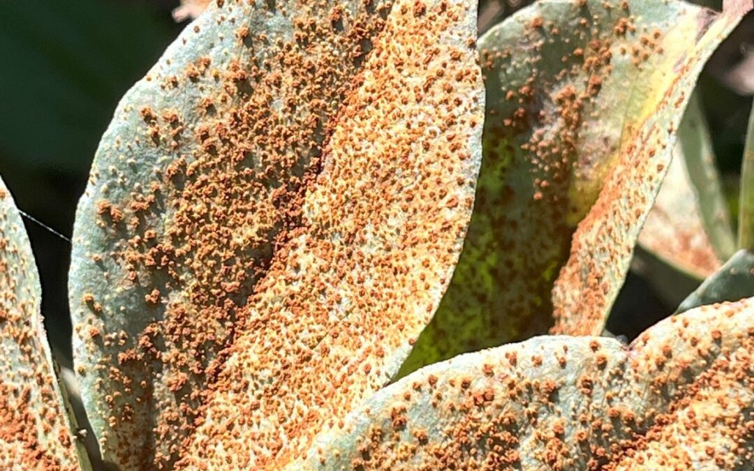 Broad Bean Rust: What It Is And How To Tackle It