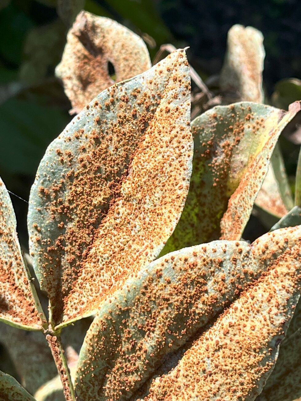 Broad Bean Rust: What It Is And How To Tackle It - Gardening With Jason