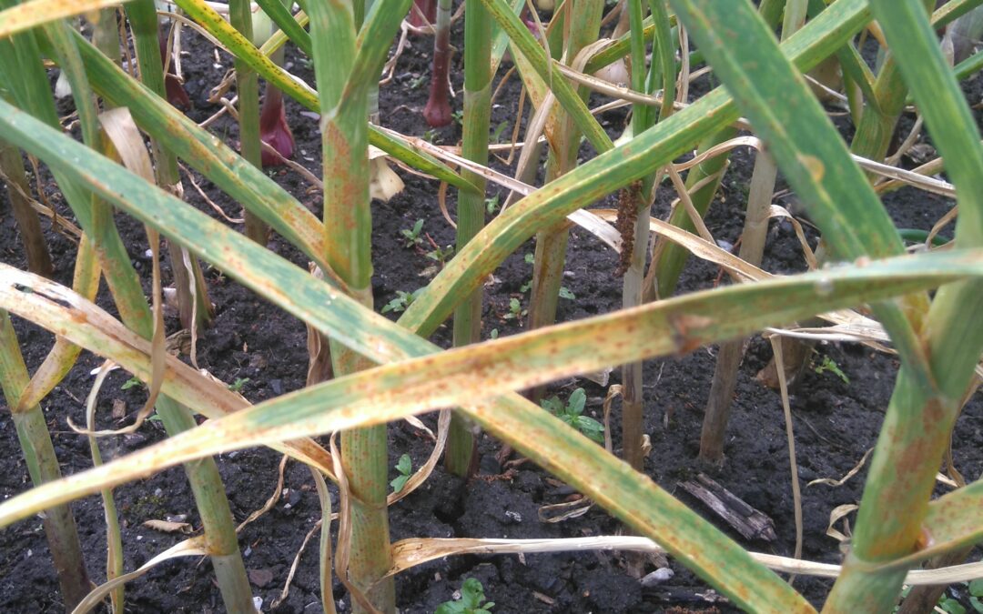 How to Manage and Treat Garlic Rust
