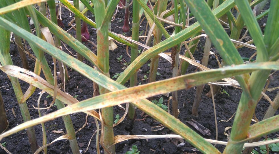 How to Manage and Treat Garlic Rust - Gardening With Jason