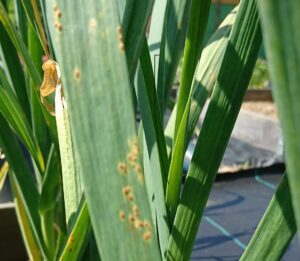 Garlic rust developing.