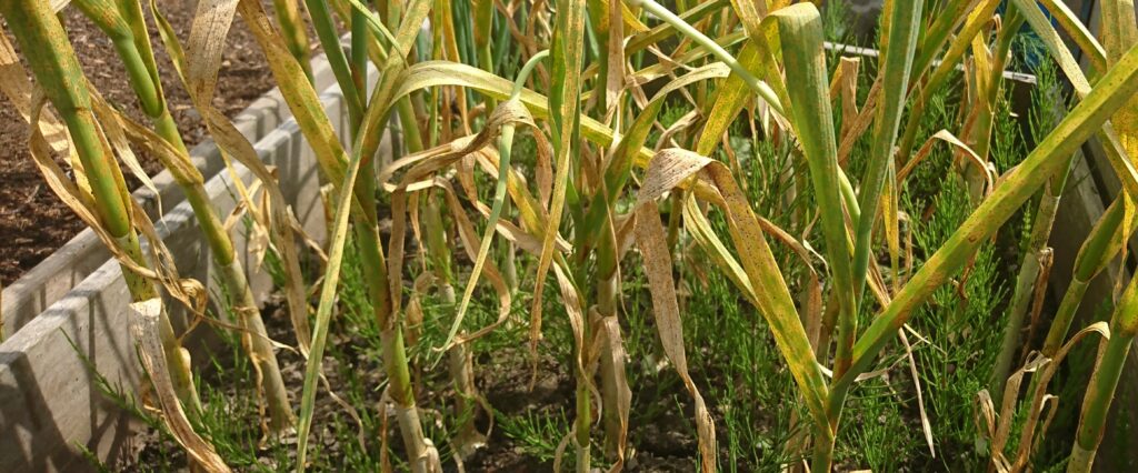 garlic rust affecting the crop