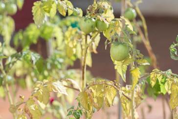 Tomato plant suffering from inconsistent watering.