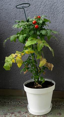 Tomato plant suffering from low nitrogen and in need of feeding.