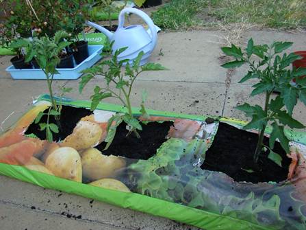Three healthy tomato plants in a grow bag on a patio.