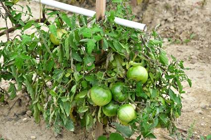 A tomato plant suffering from blight in the early stages.